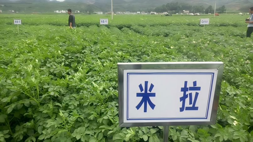 米拉植株.jpg