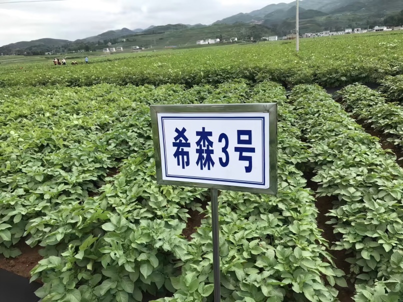 希森3号植株.jpg
