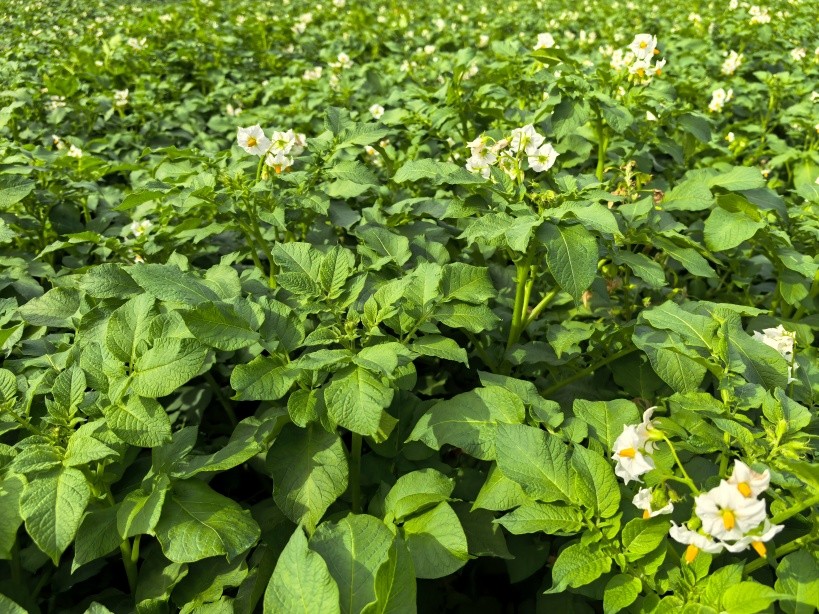 黄金薯的花(1).jpg