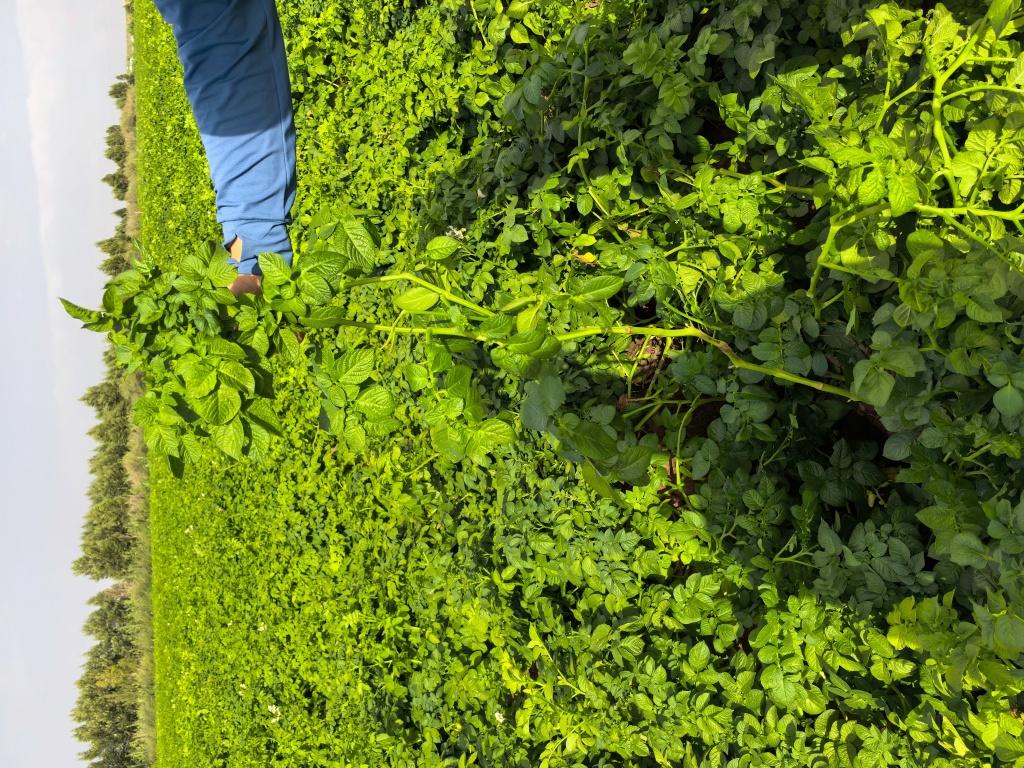 久恩11号在杭锦旗表现-徙长，茎茎腐，个头小 (4)(1).jpg