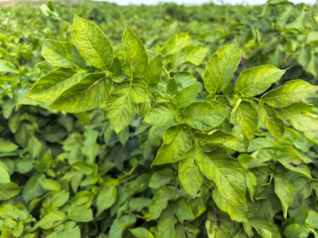 实验1号 (10)(1).jpg