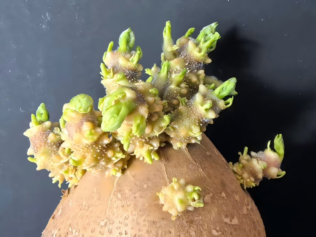 1768104473106759.jpg IR.jpg