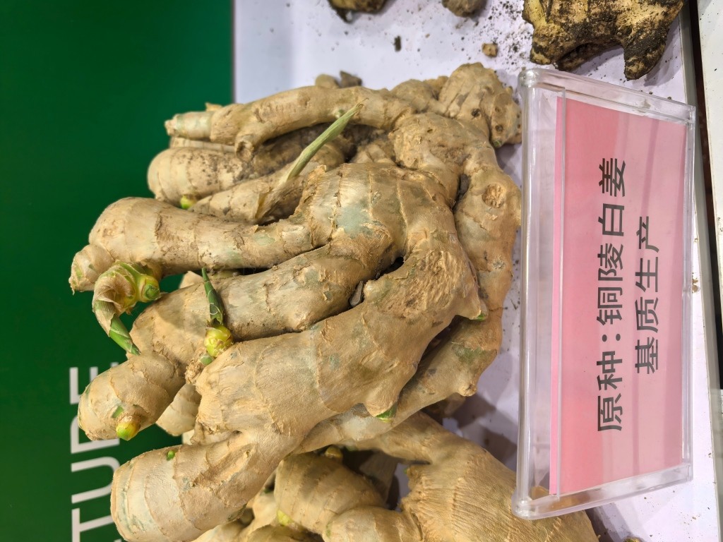 铜陵白姜原种(1).jpg