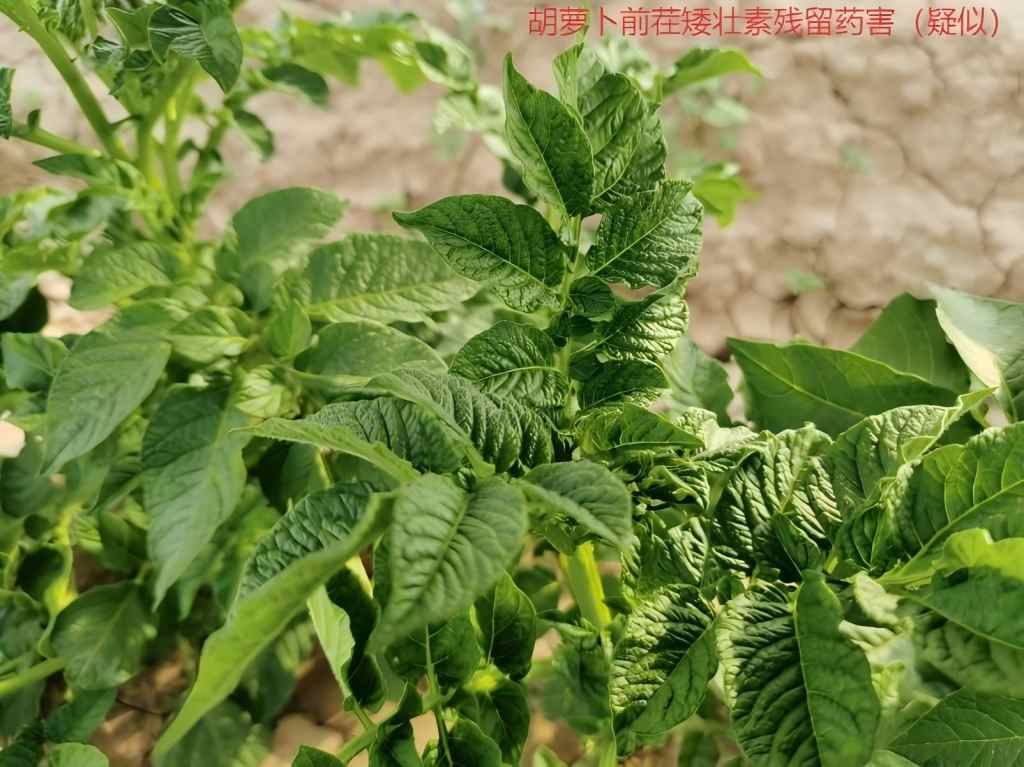胡萝卜茬矮壮素.jpg