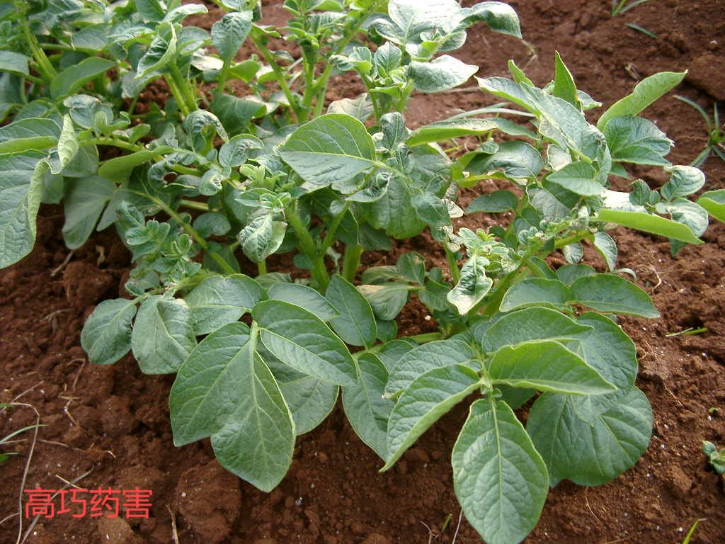 高巧药害.png
