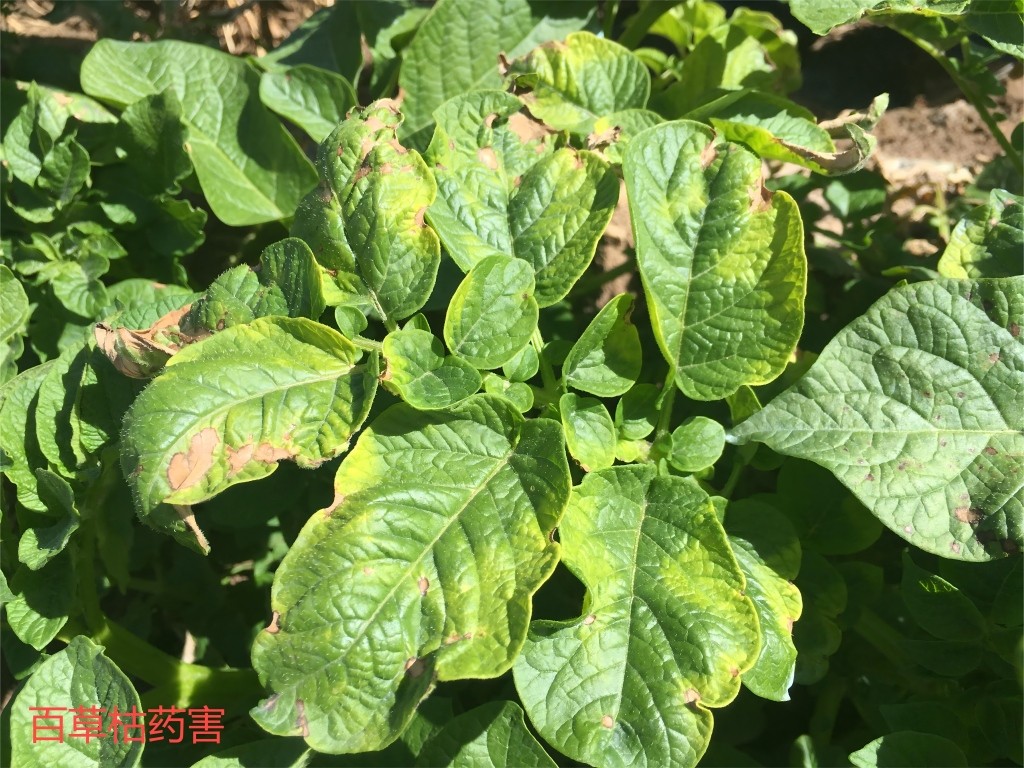 百草枯药害.jpg
