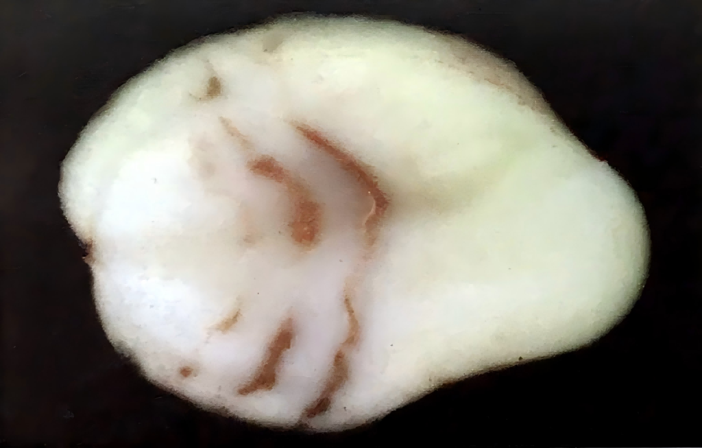 帚顶病毒内部症状.png