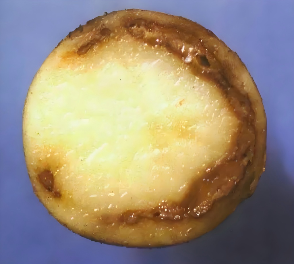 青枯病薯.jpg
