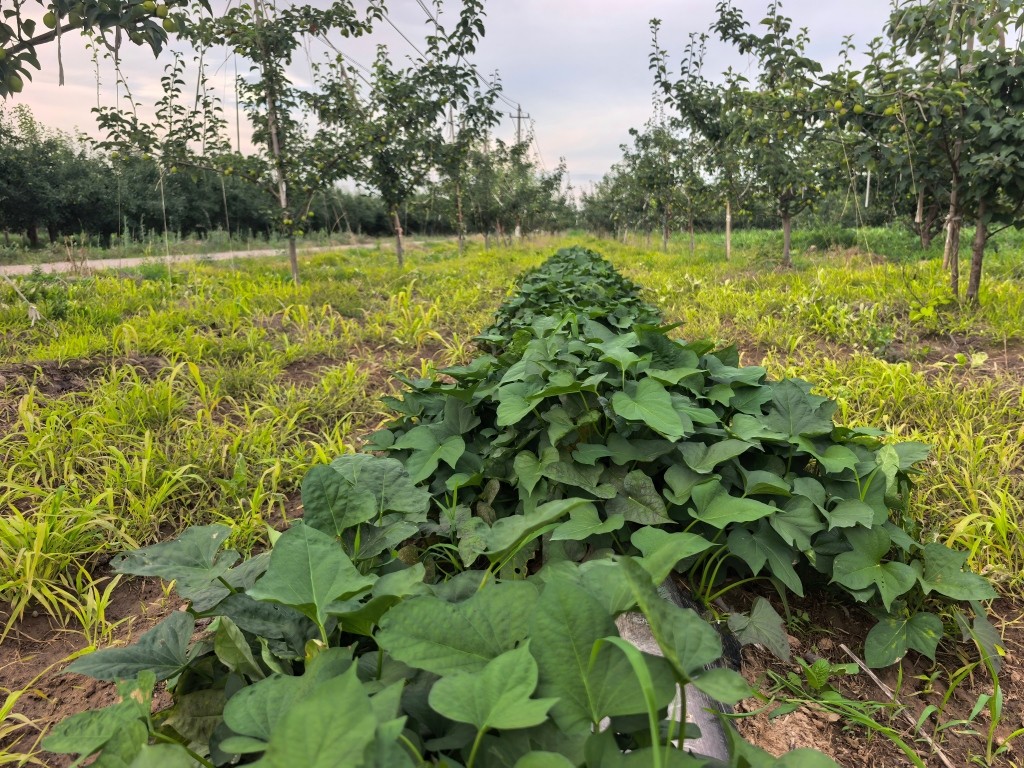 IMG_20260622_184950(1).jpg